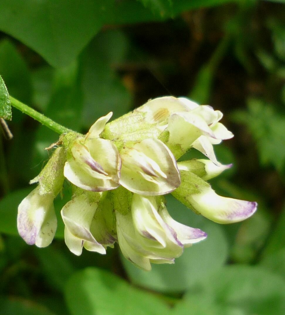 High Resolution Rupertia physodes Flower
